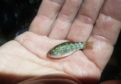 Cyprinodon variegatus