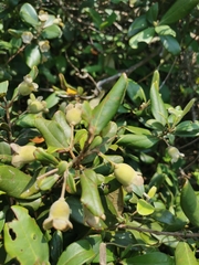 Rhodomyrtus tomentosa