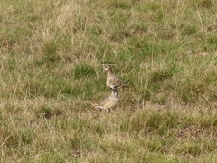 Charadrius morinellus