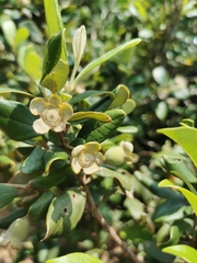 Rhodomyrtus tomentosa