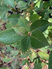 Aronia