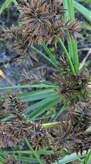 Cyperus flavicomus