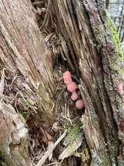 Tubifera