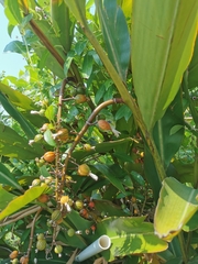 Alpinia