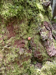Tubifera
