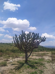 Myrtillocactus geometrizans