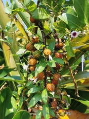 Alpinia