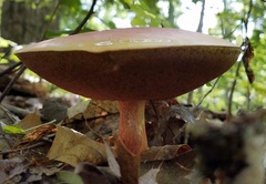 Boletus carminiporus