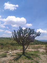 Myrtillocactus geometrizans