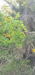 Nothofagus obliqua