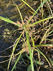 Cyperus erythrorhizos