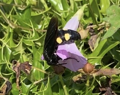 Pygodasis quadrimaculata