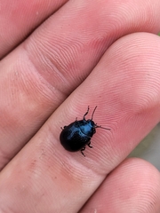 Chrysolina haemoptera