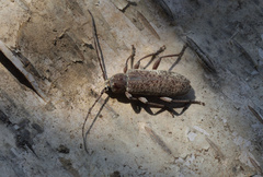 Trichoferus holosericeus