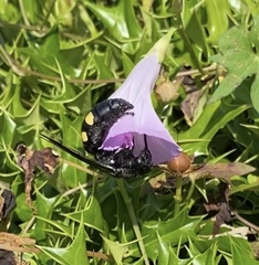 Pygodasis quadrimaculata