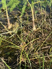 Cyperus erythrorhizos