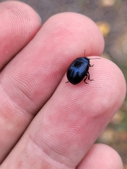 Chrysolina haemoptera
