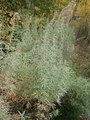 Artemisia