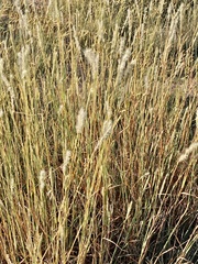 Bothriochloa laguroides