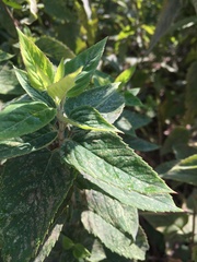 Monarda fistulosa