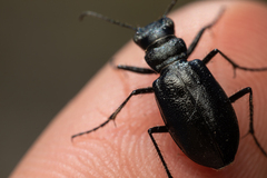 Cicindela nebraskana