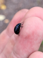 Chrysolina haemoptera