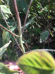 Monarda fistulosa
