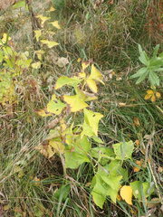 Parasenecio hastatus