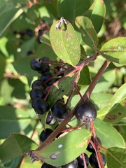 Aronia