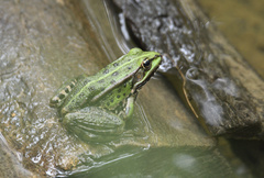 Pelophylax lessonae