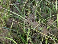 Cyperus flavicomus