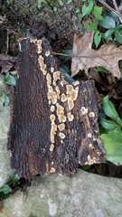 Stereum gausapatum