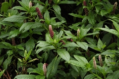 Phytolacca