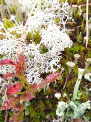 Cladonia rangiferina