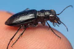 Cicindela nebraskana