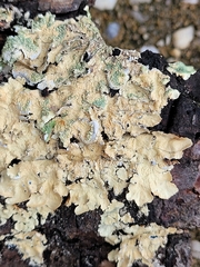 Flavoparmelia caperata