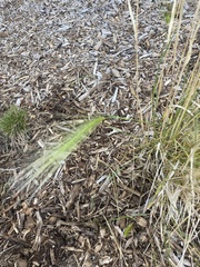 Elymus villosus