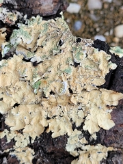 Flavoparmelia caperata