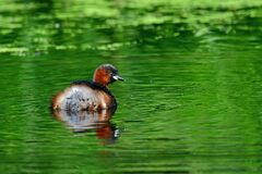 Tachybaptus ruficollis
