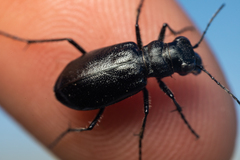 Cicindela nebraskana
