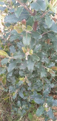 Escallonia pulverulenta
