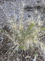 Elymus villosus
