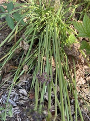 Allium cernuum