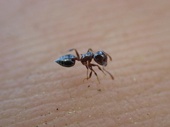 Crematogaster ashmeadi