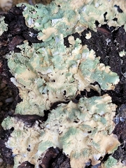 Flavoparmelia caperata