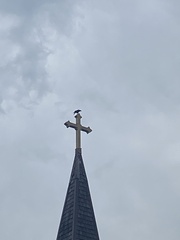 Corvus brachyrhynchos