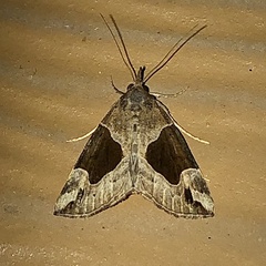 Hypena manalis
