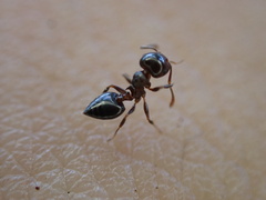 Crematogaster ashmeadi