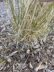 Elymus villosus