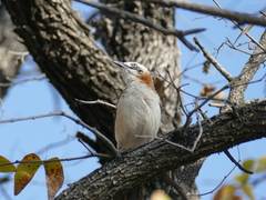 Turdoides gymnogenys